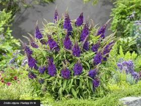 Budleja Dawida Butterfly Candy® Little Purple
