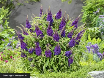 Budleja Dawida Butterfly Candy® Little Purple