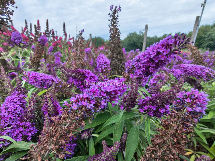 Budleja Dawida Butterfly Candy® Little Purple MOTYLI KRZEW