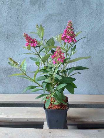 Budleja Dawida Butterfly Candy® Little Ruby MOTYLI KRZEW