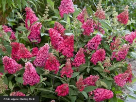 Budleja Dawida Butterfly Candy® Little Ruby