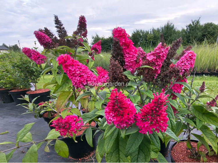 Budleja Dawida Butterfly Candy® Little Ruby MOTYLI KRZEW