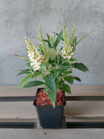 Budleja Dawida Butterfly Candy® Little White MOTYLI KRZEW