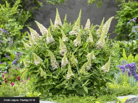 Budleja Dawida Butterfly Candy® Little White