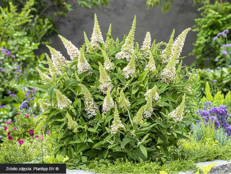 Budleja Dawida Butterfly Candy® Little White