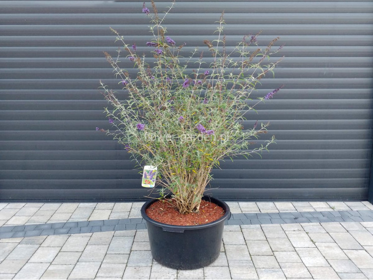 Budleja Dawida Nanho Blue MOTYLI KRZEW