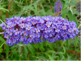 Budleja Dawida Nanho Blue MOTYLI KRZEW