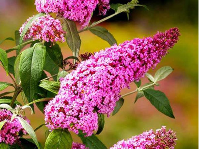 Budleja Dawida Pink Delight MOTYLI KRZEW