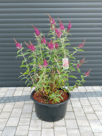 Budleja Dawida Royal Red MOTYLI KRZEW