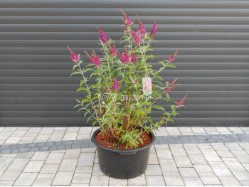 Budleja Dawida Royal Red MOTYLI KRZEW