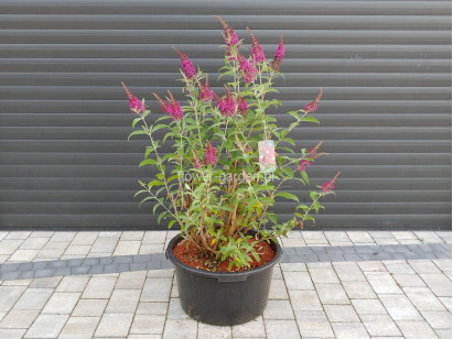 Budleja Dawida Royal Red MOTYLI KRZEW
