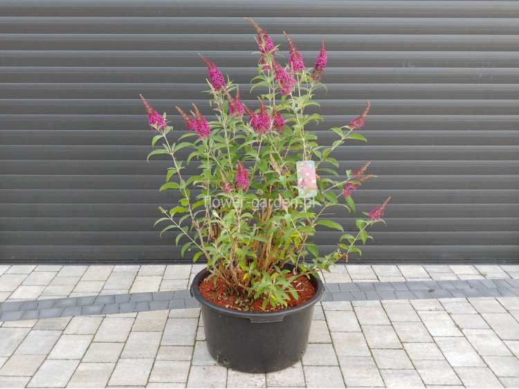 Budleja Dawida Royal Red MOTYLI KRZEW