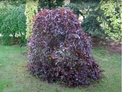 Buk pospolity Purpurea Pendula na pniu 160-180cm