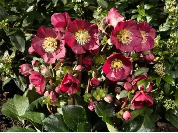Ciemiernik HGC® Ice N' Roses 'Bennotta'