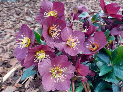 Ciemiernik HGC® Ice N' Roses 'Brunello'