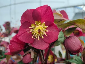 Ciemiernik HGC® Ice N' Roses 'Early Red'