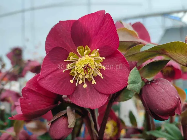 Ciemiernik HGC® Ice N' Roses 'Early Red'