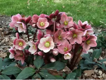 Ciemiernik HGC® Ice N' Roses 'Pink Frost'