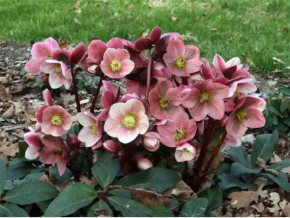 Ciemiernik HGC® Ice N' Roses 'Pink Frost'