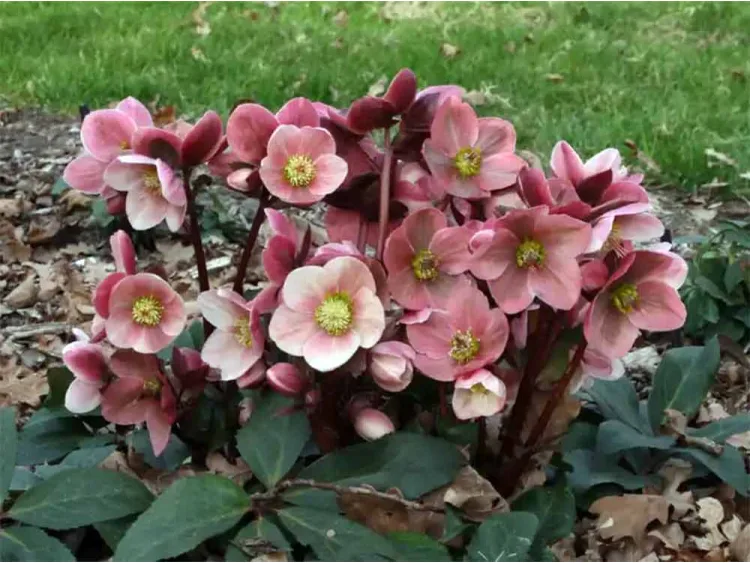 Ciemiernik HGC® Ice N' Roses 'Pink Frost'