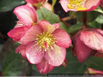Ciemiernik HGC® Ice N' Roses 'Rosado'