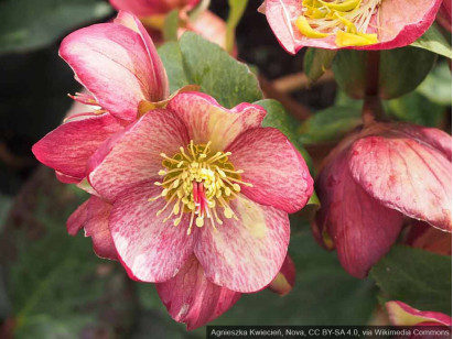 Ciemiernik HGC® Ice N' Roses 'Rosado'