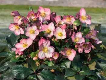 Ciemiernik HGC® Ice N' Roses 'Rose'