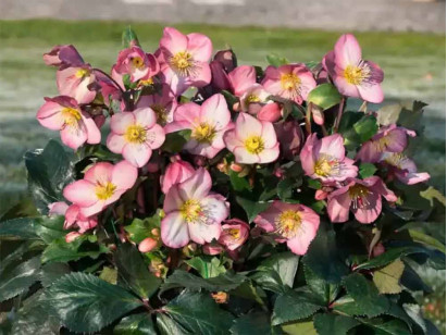 Ciemiernik HGC® Ice N' Roses 'Rose'