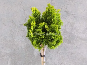 Chamaecyparis obtusa Aurora stem 70cm