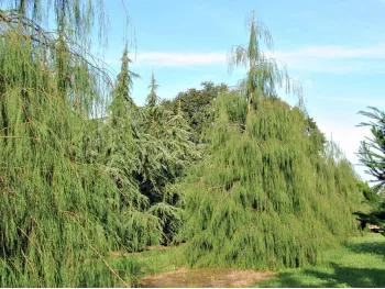 Cyprysik Lawsona Imbricata Pendula