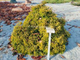 Cyprysik tępołuskowy Tsatsumi Gold