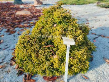 Cyprysik tępołuskowy Tsatsumi Gold