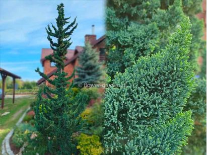 Cyprysik Lawsona Wissel's Saguaro