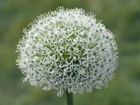 Czosnek olbrzymi White Giant