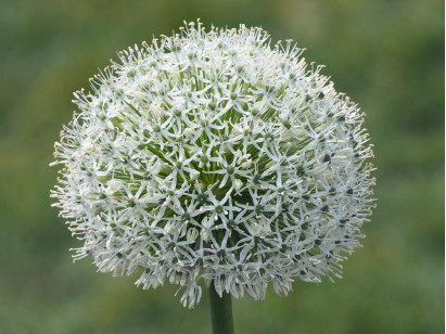 Czosnek olbrzymi White Giant