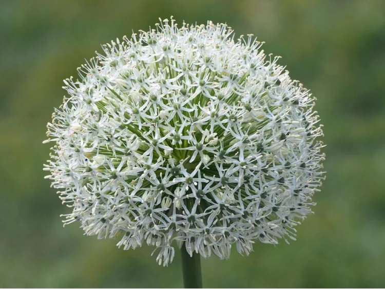 Czosnek olbrzymi White Giant
