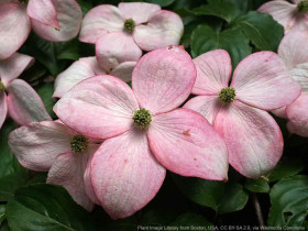 Dereń Kousa Beni Fuji