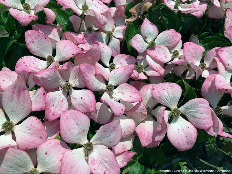 Dereń Kousa Beni Fuji