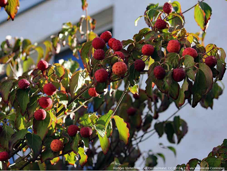 Dereń Kousa Beni Fuji