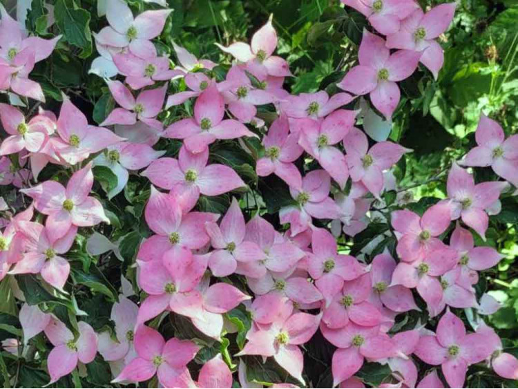 Dereń Kousa Beni Fuji