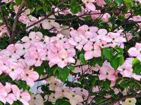 Dereń Kousa Dwarf Pink