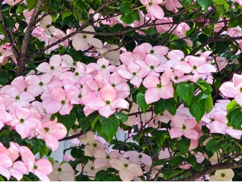 Dereń Kousa Dwarf Pink