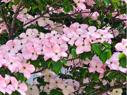 Dereń Kousa Dwarf Pink