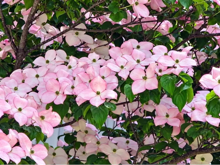 Dereń Kousa Dwarf Pink