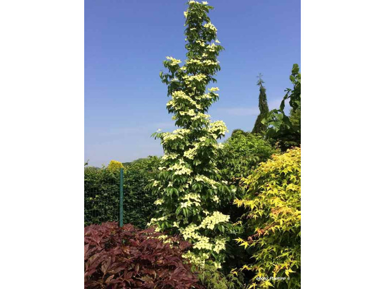 Dereń Kousa Flower Tower PBR