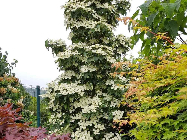 Dereń Kousa Flower Tower PBR