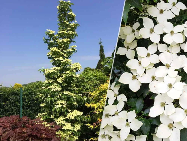Dereń Kousa Flower Tower PBR
