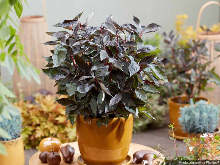 Dereń biały Nightfall PBR