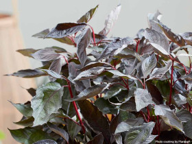 Dereń biały Nightfall PBR