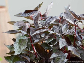 Dereń biały Nightfall PBR